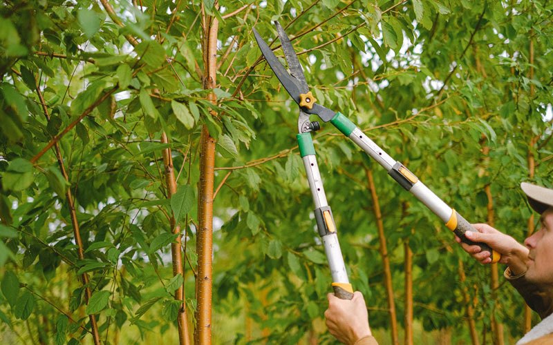 Tree trimming in Gatzke, MN